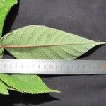 Cecropia insignis Otro