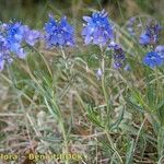 Veronica satureiifolia आदत