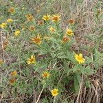 Inula spiraeifolia Хабит