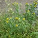 Matricaria discoidea Blomma