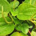 Peperomia albovittata Ліст