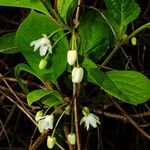 Schisandra chinensis फूल