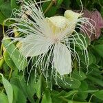 Capparis sandwichianaFlower