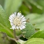 Eclipta prostrata Blüte