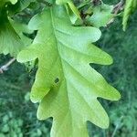 Quercus × rosacea Leaf