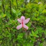 Rhododendron periclymenoides 花