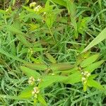 Chamaesyce hypericifolia Хабит