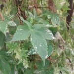 Humulus scandens 葉