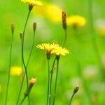 Scorzoneroides autumnalis Flower