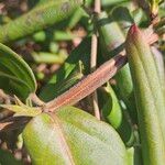 Lonicera acuminata Bark