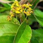 Niedenzuella acutifolia Kvet