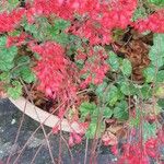 Heuchera sanguineaFlor