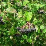 Cornus sanguinea Фрукт