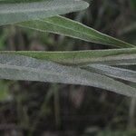 Crotalaria pilosa Blad