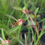Malvastrum hispidum Fruto