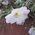 Eulobus californicus Flower