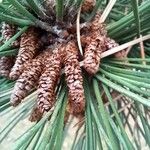 Pinus nigra 花