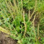 Salvia tiliifolia Hàbitat