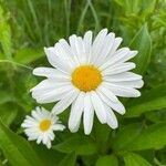 Leucanthemum maximumCvet