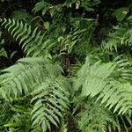 Pteris linearis Leaf