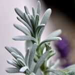 Lavandula angustifolia Листок