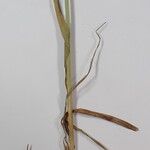 Carex atrofusca 其他