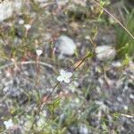 Gayophytum eriospermum Flower