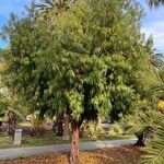 Podocarpus henkelii Habit