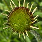 Echinacea angustifolia Плід