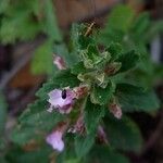 Teucrium chamaedrys Flower