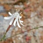 Silene apetala Blomst