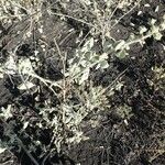 Abutilon pannosum Egyéb