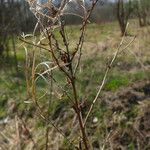 Sisymbrium strictissimum Fruit