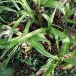 Crinum × powellii Leaf