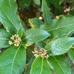 Viburnum rugosum Blüte