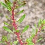 Lythrum portula Leaf