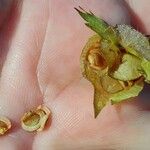 Rhinanthus alectorolophus Meyve
