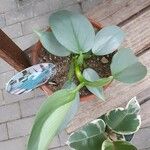 Philodendron hastatum Hoja