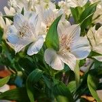 Alstroemeria ligtuᱵᱟᱦᱟ