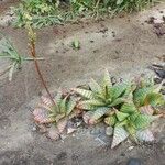 Aloe macrocarpa पत्ता