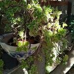 Plectranthus forsteri Blad