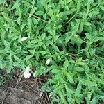 Silene uniflora Blad