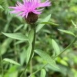 Centaurea nigra Fuelha