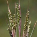 Airopsis tenella Fruit