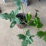 Philodendron bipennifolium Folha