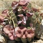 Hoodia gordonii Flower
