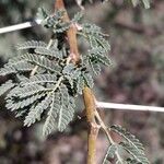 Vachellia tortilisFolha