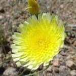 Malacothrix glabrata Flower