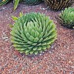 Agave victoriae-reginae Листок