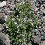 Polemonium pulcherrimum Агульны выгляд